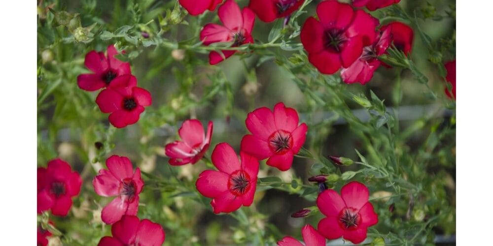 How to Grow Flax