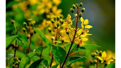 How to Grow Golden Shower Tree (Cassia fistula)