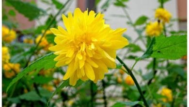 How to Grow Kerria