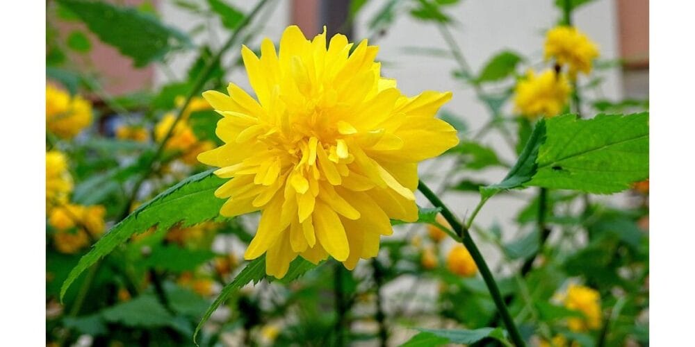How to Grow Kerria