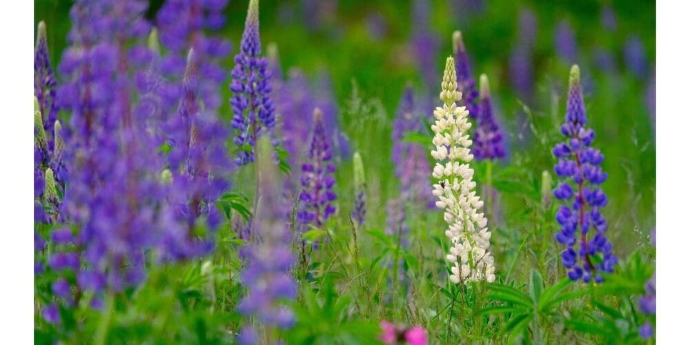 How to Grow Lupine