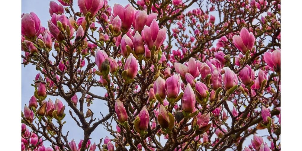 How to Grow Magnolia
