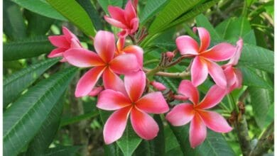 How to Grow Plumeria (Frangipani)