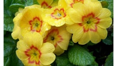 How to Grow Primrose