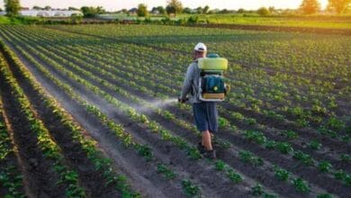 How Using Pesticides In Your Garden Can Damage The Health Of Your Soil