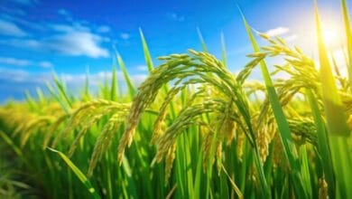 Why India’s Rice Strategy Needs Reassessment