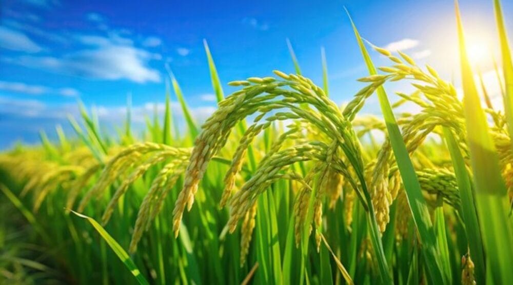 Why India’s Rice Strategy Needs Reassessment