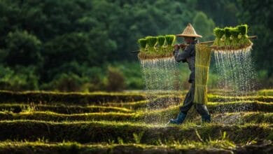 Middle East conflict keeps Asian agricultural markets on edge