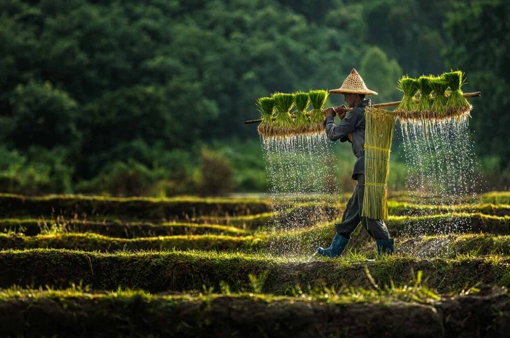 Middle East conflict keeps Asian agricultural markets on edge