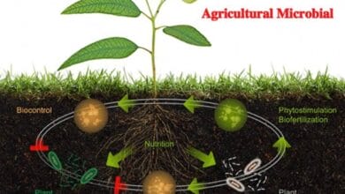 How Microbiome Science Could Transform Agriculture