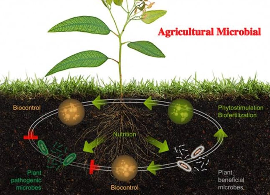 How Microbiome Science Could Transform Agriculture