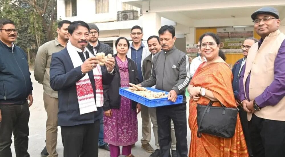 From Assam Hills to London: GI-Tagged Karbi Anglong Ginger Makes Global Debut