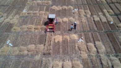 FAO Food Price Index rises in February for first time in five months