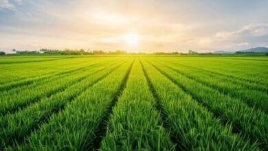 Agriculture still backbone of Punjab economy: Survey