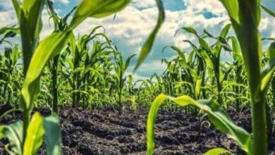 Rooting Agricultural Research for Development in Rights for IWD 2026