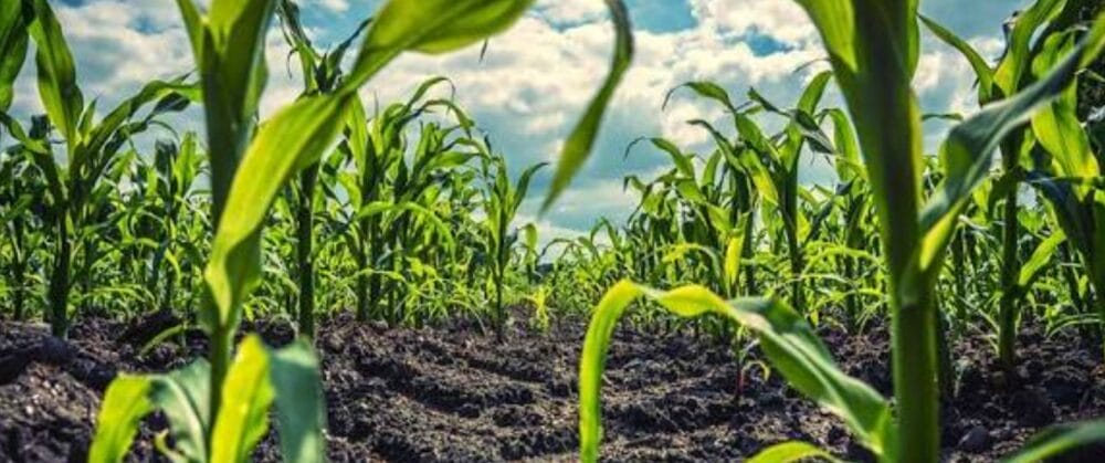 Rooting Agricultural Research for Development in Rights for IWD 2026