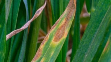 How two changes can triple the lifespan of SDHI fungicides