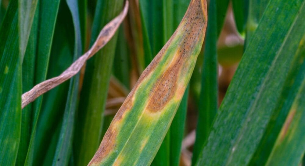 How two changes can triple the lifespan of SDHI fungicides
