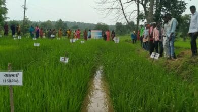 Seeds of Sovereignty: How community-led seed revival is transforming agriculture in India