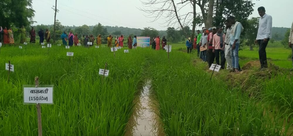 Seeds of Sovereignty: How community-led seed revival is transforming agriculture in India