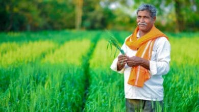 Agriculture: From traditional farming to global opportunities