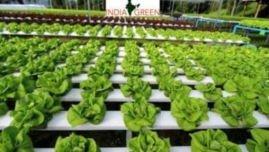 India: Hydroponics reshaping future of agriculture in Jammu & Kashmir