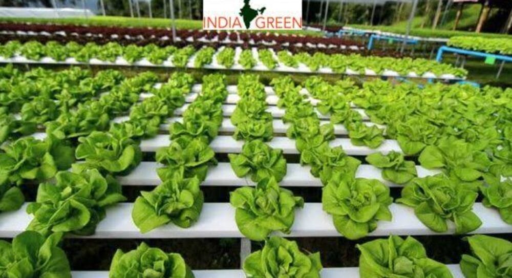 India: Hydroponics reshaping future of agriculture in Jammu & Kashmir