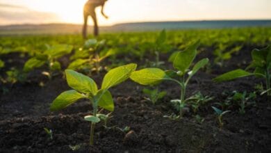 Press Release From the Agriculture Department, Namchi Information & Public Relations Department