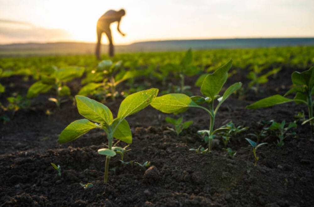 Press Release From the Agriculture Department, Namchi Information & Public Relations Department