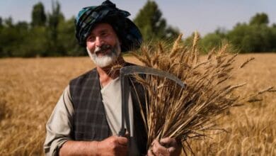 UN adopts FAO’s new guidelines for landmark 2030 agricultural data drive