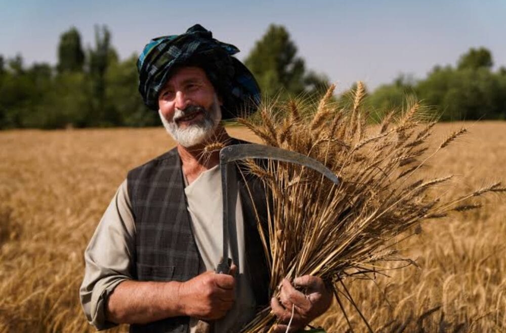 UN adopts FAO’s new guidelines for landmark 2030 agricultural data drive