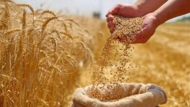 India likely to allow export of 5 lakh metric tonnes of organic wheat