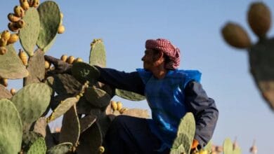 Egypt plans to boost agricultural exports to Arab, Gulf markets