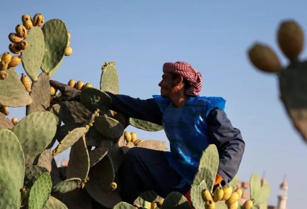 Egypt plans to boost agricultural exports to Arab, Gulf markets