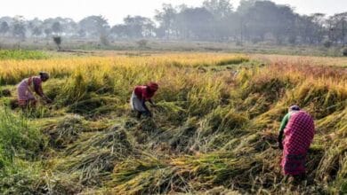 West Asia crisis: Farmer earnings may decline if exports remain affected