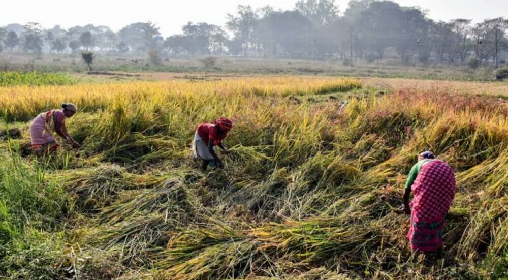 West Asia crisis: Farmer earnings may decline if exports remain affected