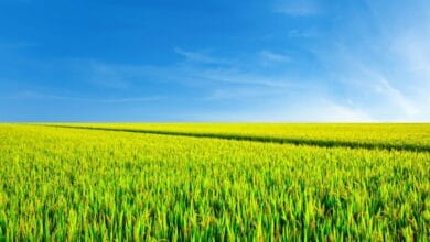 Clariant advances formulation stability and biological compatibility for improved agriculture at CAC 2026