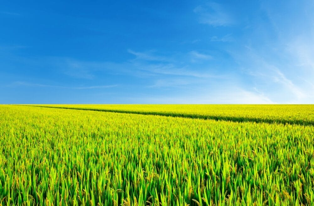 Clariant advances formulation stability and biological compatibility for improved agriculture at CAC 2026