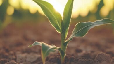 Digital transformation placed at the heart of agriculture - Hurriyet Daily News
