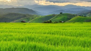 Climate-resilient agriculture may benefit farmers' incomes - European Environment Agency