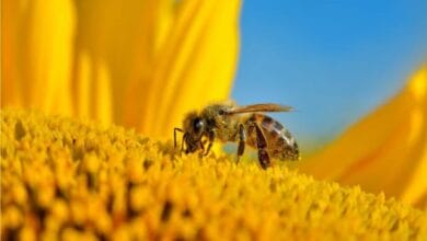 Organic Agriculture for Pollinator Health