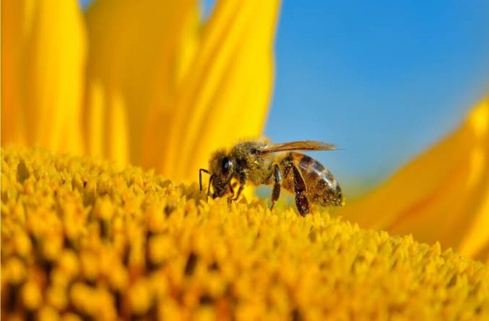 Organic Agriculture for Pollinator Health