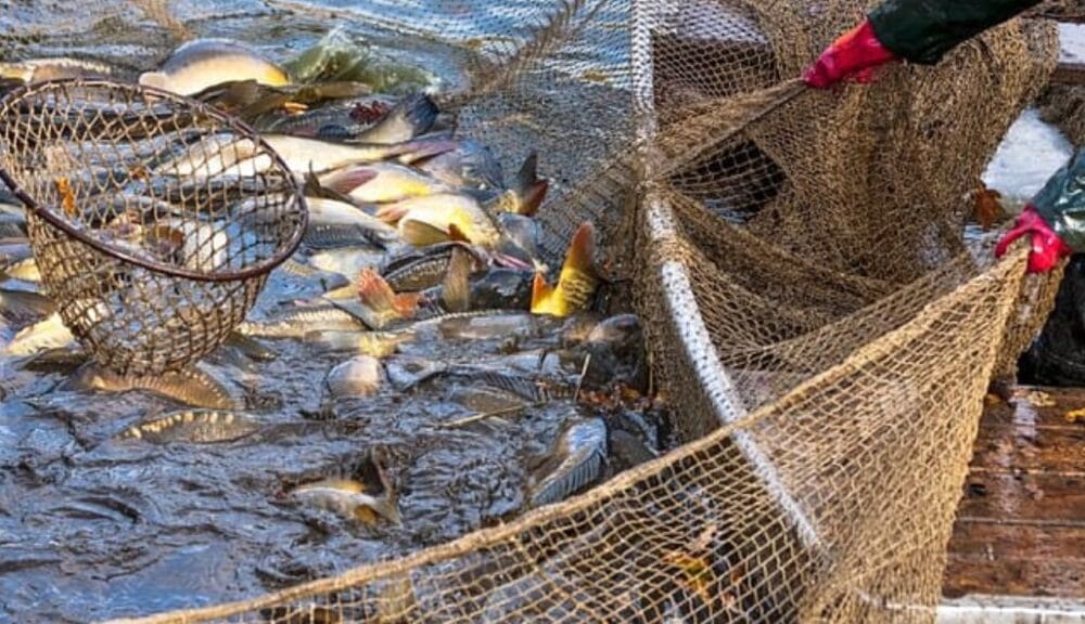 Maharashtra aquaculture