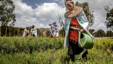 gender gap in agrifood
