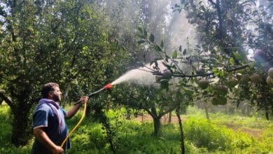 Precision Orchard Spraying Insecticides Market Forecast