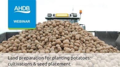 AHDB to launch new web-based BYDV management tool
