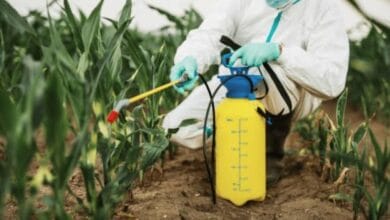 Soybean Nematode Control Insecticides Market Forecast