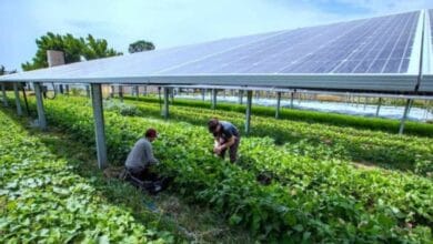 How agriPV can turn India’s farms into dual-purpose powerhouses