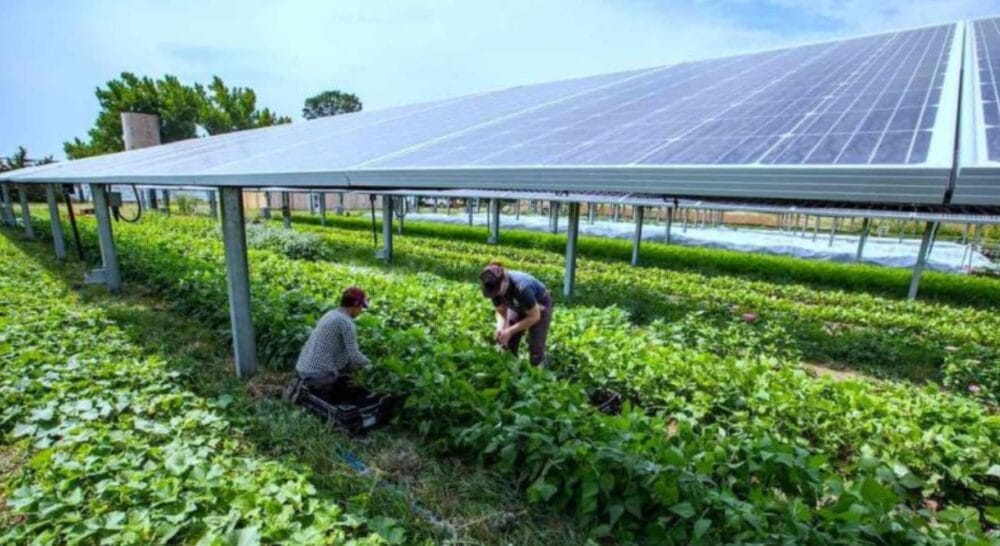 How agriPV can turn India’s farms into dual-purpose powerhouses