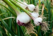 Which City is Known as the Garlic Capital of the World? (You’ll Be Surprised!)